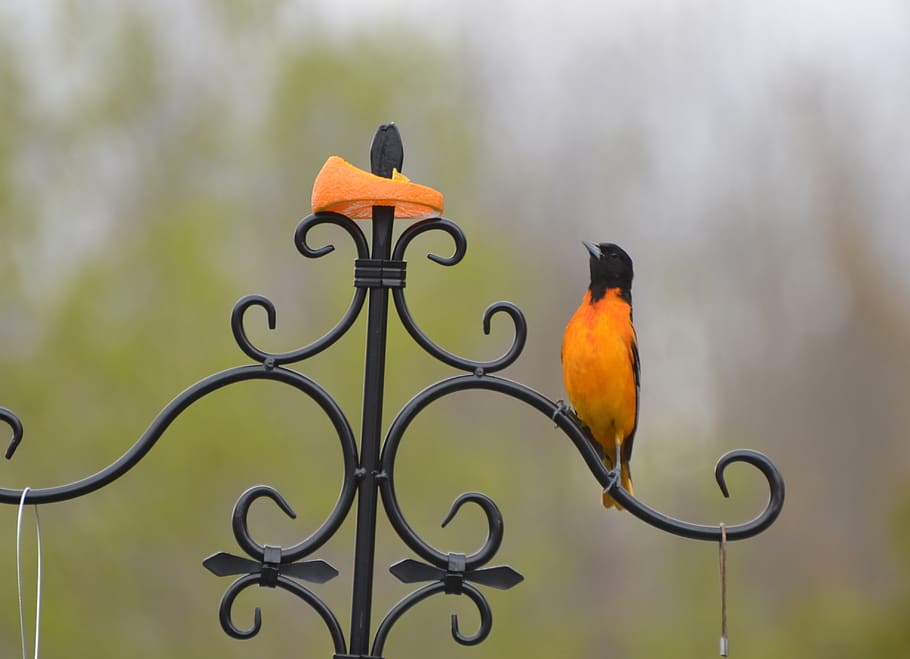 hermoso pájaro, espectáculos de belleza, rodajas de naranja, Baltimore Oriole, Baltimore, hermoso, belleza, día, justo, siguiente