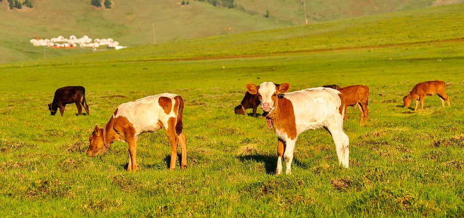 Cattle, Calf, Calves, Cow, Farm, Animal, farm, animal, mongolia, livestock, nature
