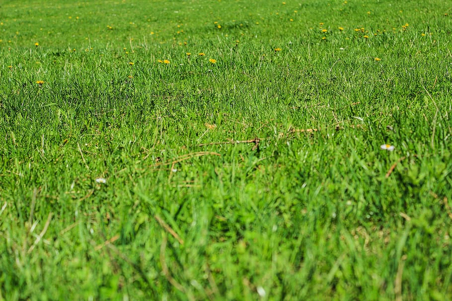 green, grass, nature, grassy, lawn, plain, spring, sunny, fresh, green grass