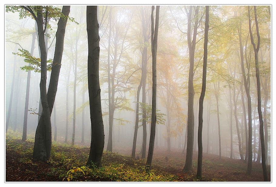 foggy woodland, autumn, fog, forest, nature, tree, mist, landscape, outdoors, leaf