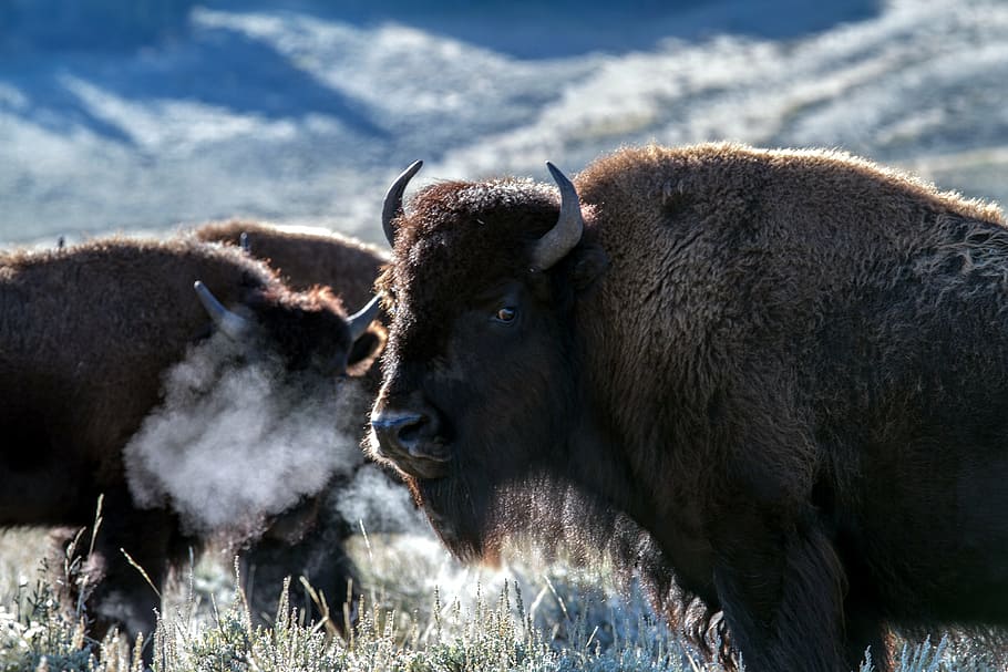 fotografia, marrom, búfalos, parque nacional de yellowstone, wyoming, estados unidos da américa, bisão, bisão americano, búfalo, animais selvagens