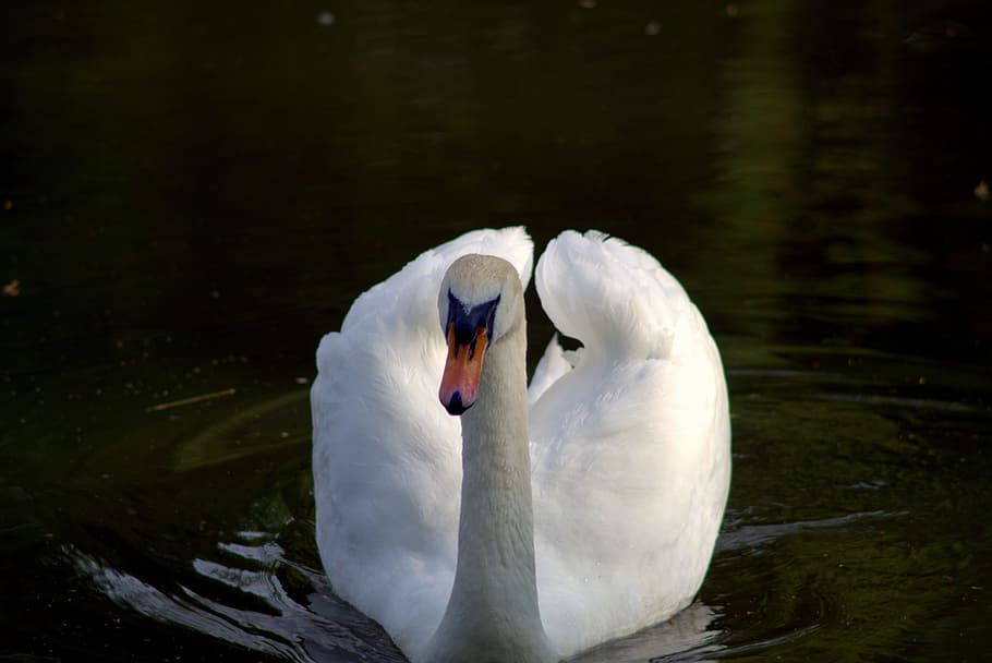 Swan, Bird, White, Water, Lake, white, water, the taj, nature, wild birds, water bird