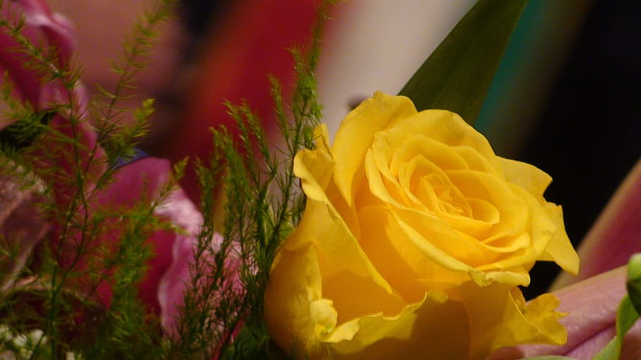rosa, amarillo, flor, rosas amarillas, vicky, belleza en la naturaleza,  planta floreciendo, multicolor, rosa - flor, cabeza de flor | Pxfuel