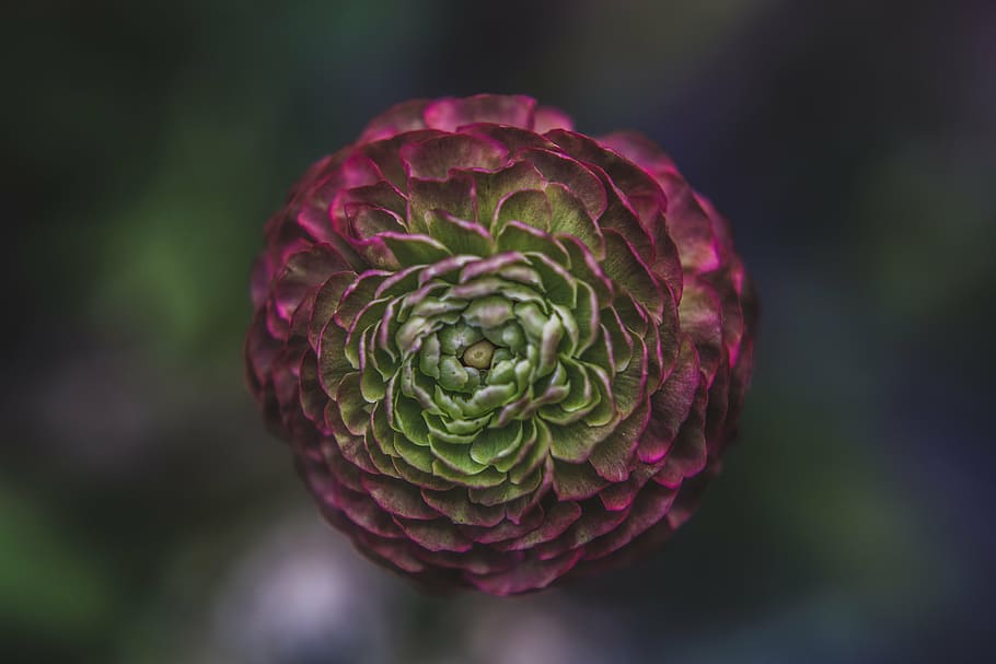 close-up photo, pink, green, ranunculus flower, dark, blur, flower, plant, nature, garden