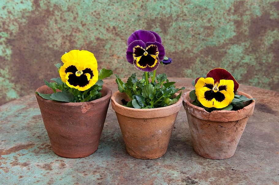 three, green, leaf plants, yellow, flowers, brown, pots, pansy, spring, pot