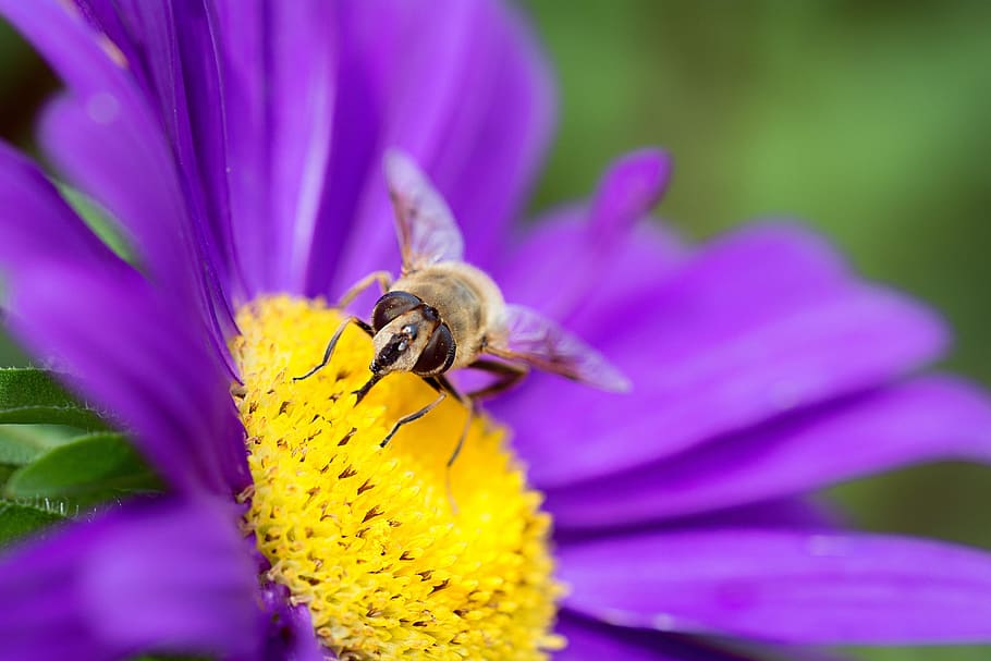 花 マーガレット 紫 紫の花 雌しべ 蜂 昆虫 動物 自然 閉じる Pxfuel