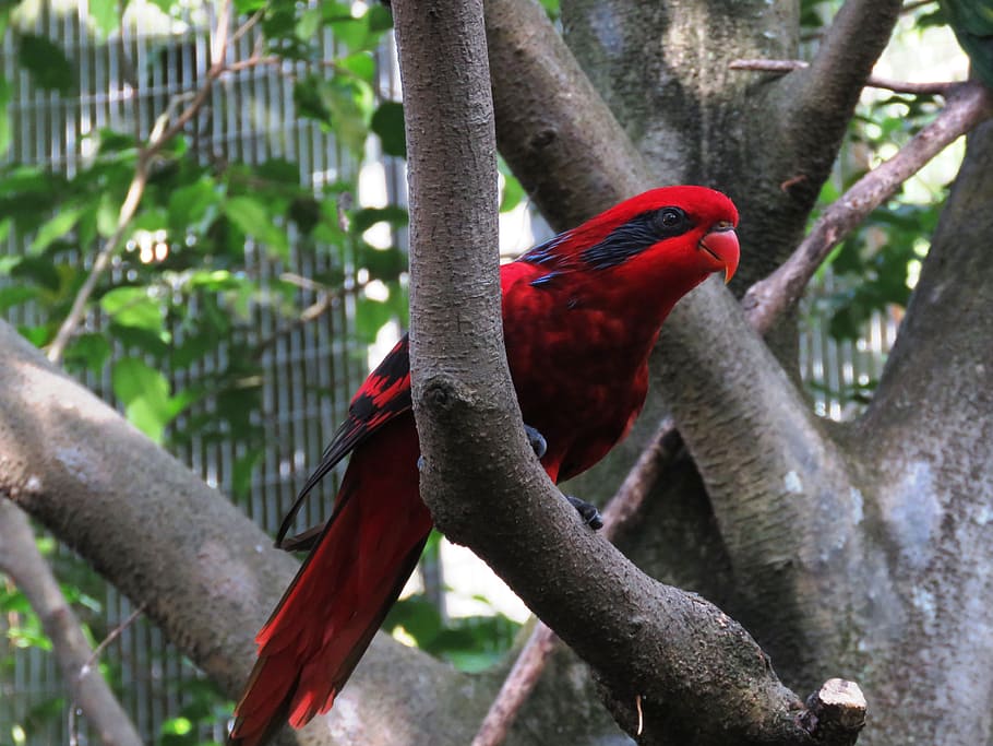 vermelho, preto, papagaio, galho de árvore, dia, vermelho e preto, papagaio preto, pássaro, arara, pássaro bonito