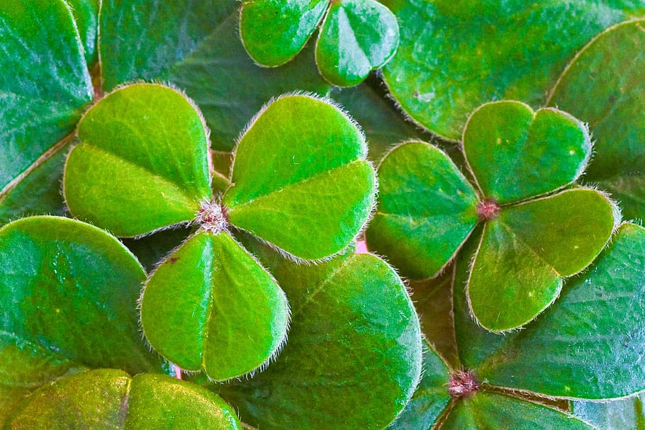close-up photo, green, leaf plant, shamrocks, clover, st patrick's day, st paddy's day, irish, leaf, holiday