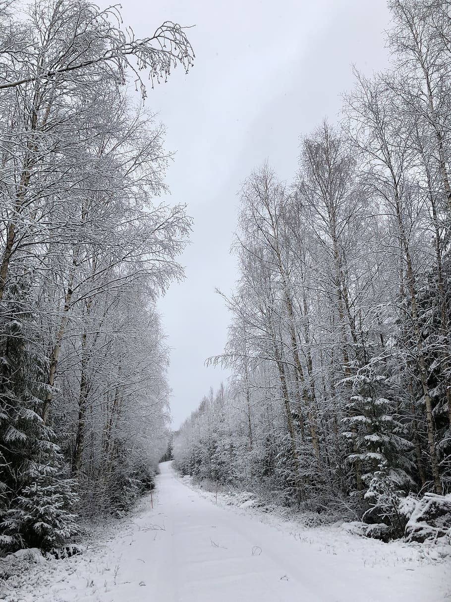 invierno, paisaje de invierno, nieve, árbol, escarcha, bosque, naturaleza, camino, frío, vinterskog