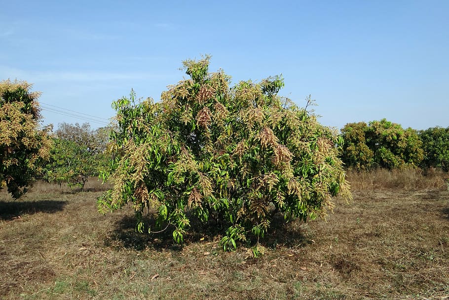 mango tree, mangifera indica, orchard, dwarf, hyv, blossoms, india, plant, growth, sky