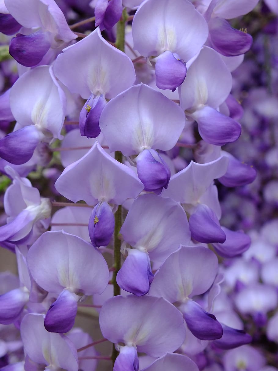 púrpura, acacia, flor, cerca, vulnerabilidad, planta floreciendo, fragilidad, planta, belleza en la naturaleza, primer plano