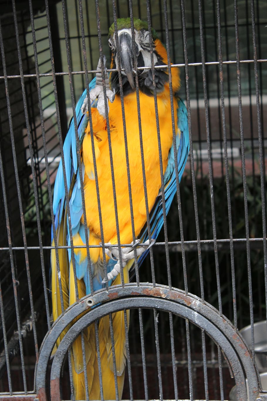 parrot, macaw, species, cage, pet, birds, coloring, yellow, beak, blue
