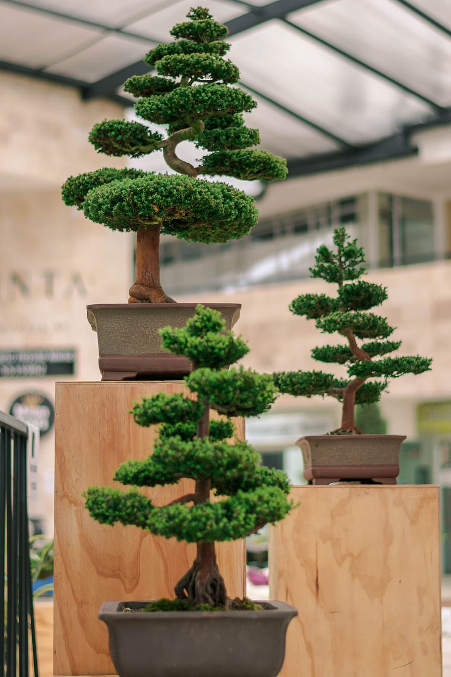 bonsai, trees, plant, art, small, ecology, growth, potted plant, green color, tree