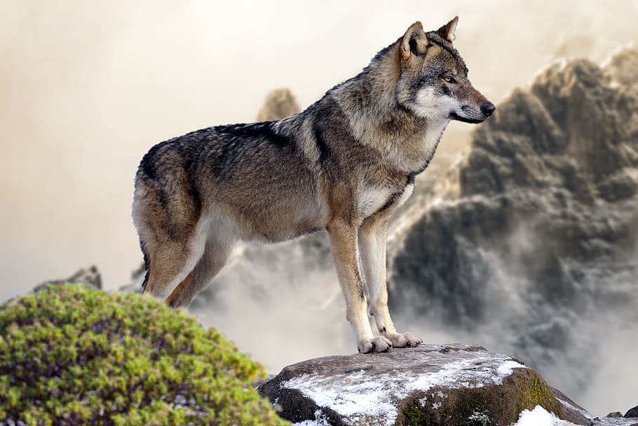 灰色, 白, オオカミ, 立っている, 岩, 白いオオカミ, 野生, 山, 1つの動物, 動物