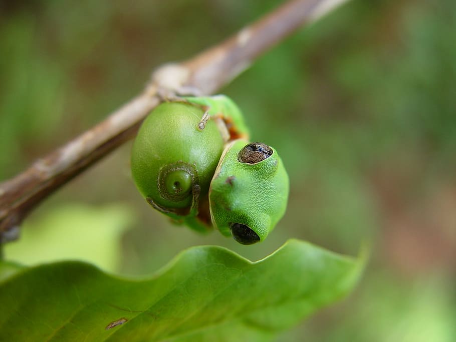 amfibi, katak, phyllomedusa, binatang buas, kopi, warna hijau, tanaman, daun, close-up, bagian tanaman