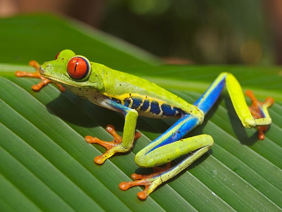 greenblue, yellow, leaf frog, closeup, photography, green, blue and yellow, closeup photography, frog, red eyed