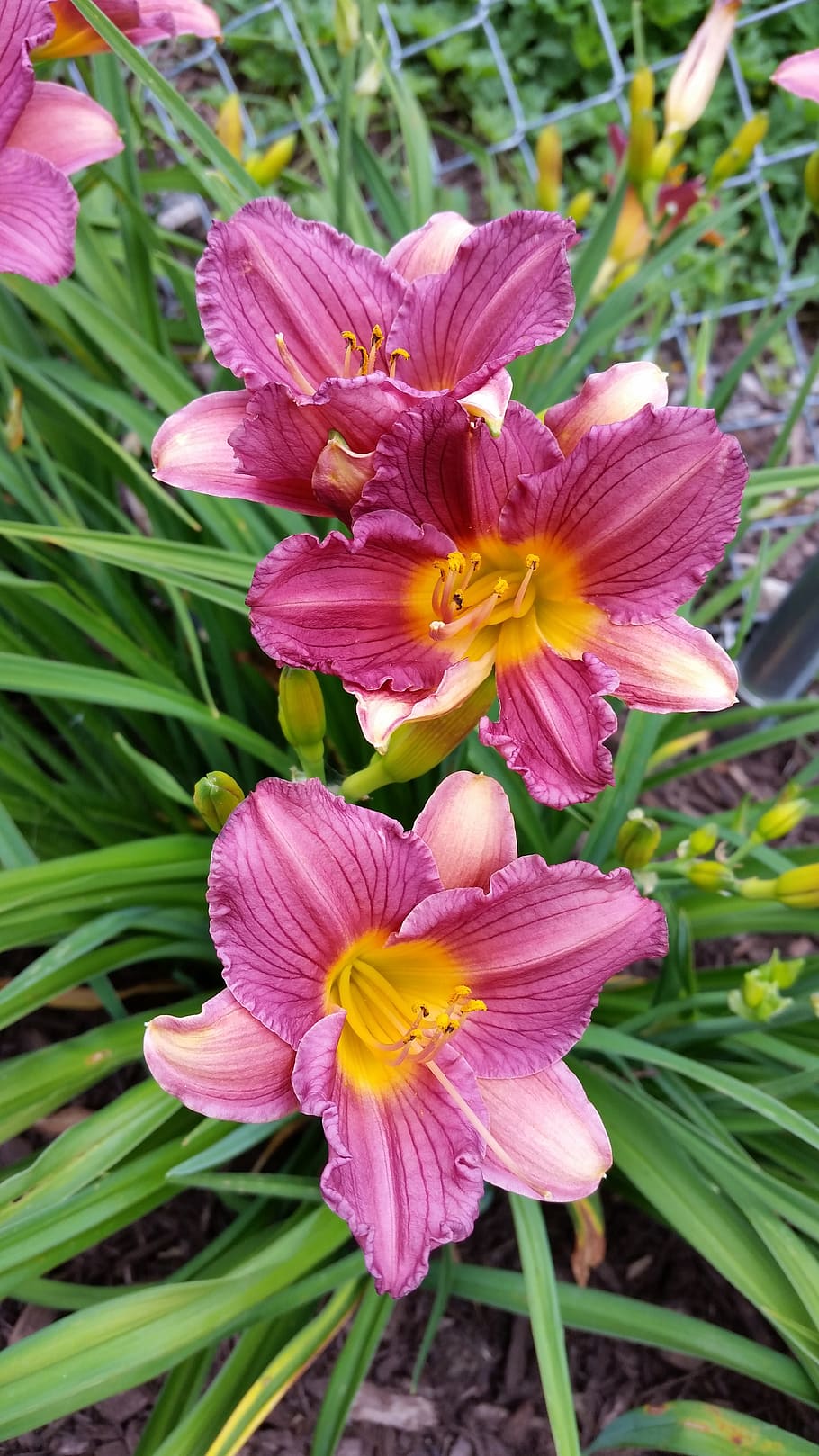 pink, day lilies, flowers, flower, flowering plant, petal, plant, fragility, vulnerability, beauty in nature