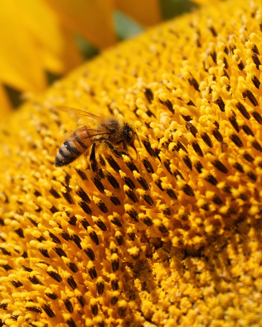 sunflower, flower, honey bee, bee, beekeeping, yellow, pollen, apiary, honey, one animal