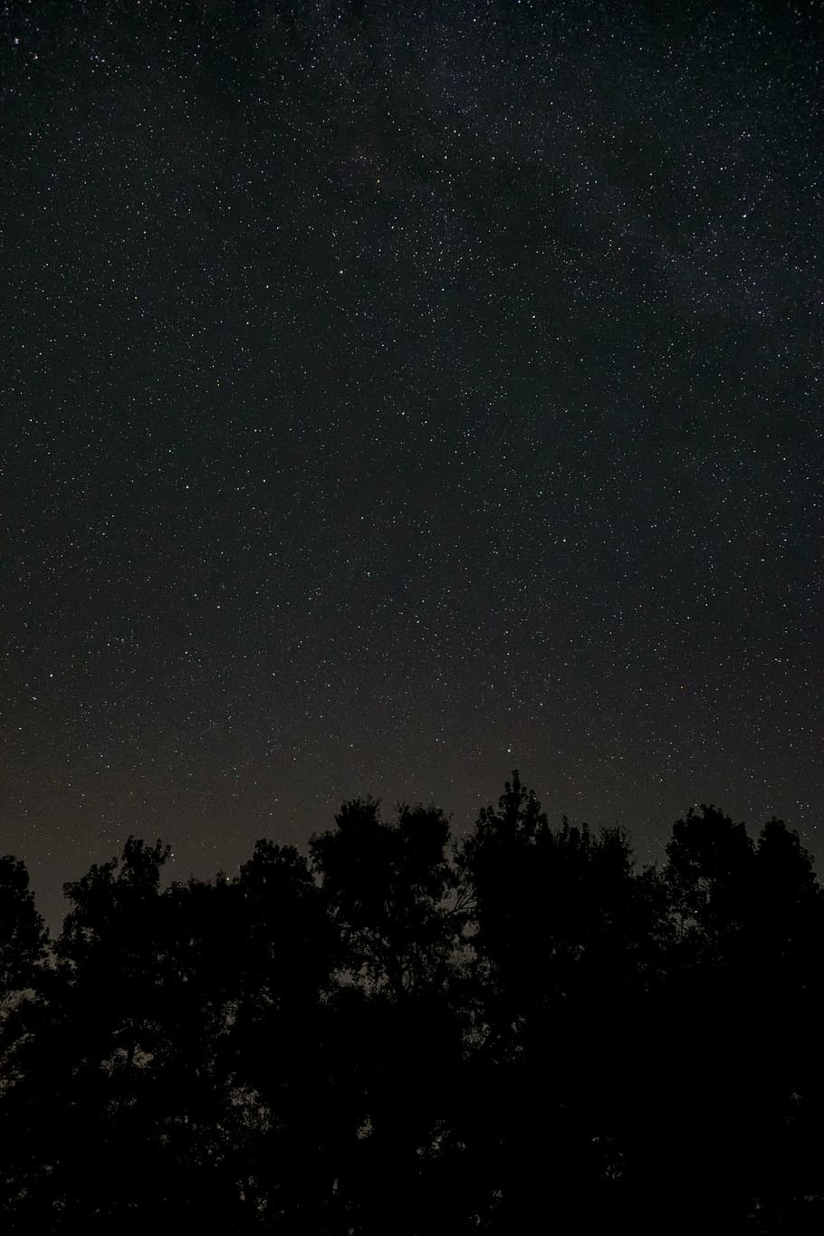 foto de silhueta, árvores, céu, verme, olho, vista, estrelado, noite, escuro, sombra