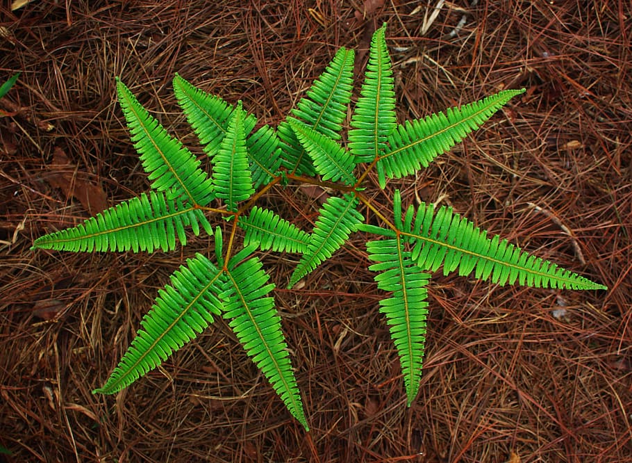 fern-top-fern-pine-needle-top-view-fern.jpg