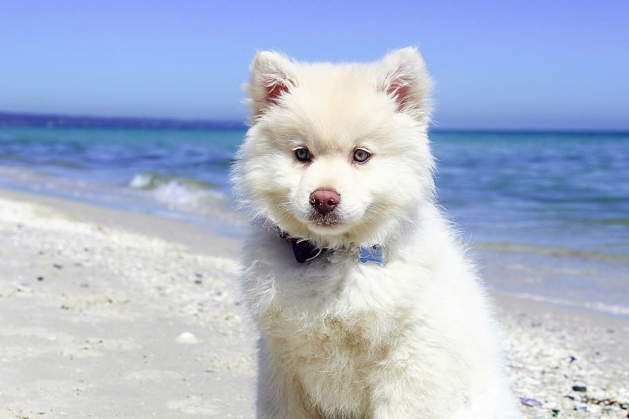 white, alaskan malamute puppy, seashore, beach, dog, puppy, water, pet, animal, summer