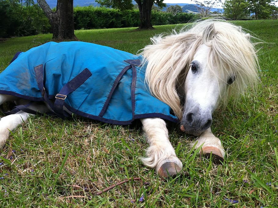 pony, harness, lying, grass field, shetland, horse, animal, farm, mammal, equine