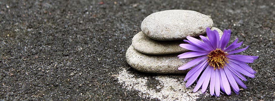 close, purple, petaled flower, stones, decorative stones, ornament, decoration, art, nature, cairn