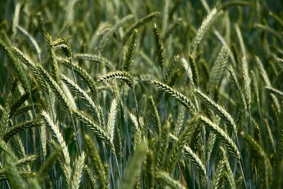 campo de trigo verde, kolos, hierba, prado, campo, verde, naturaleza, planta, cultivo, planta de cereales