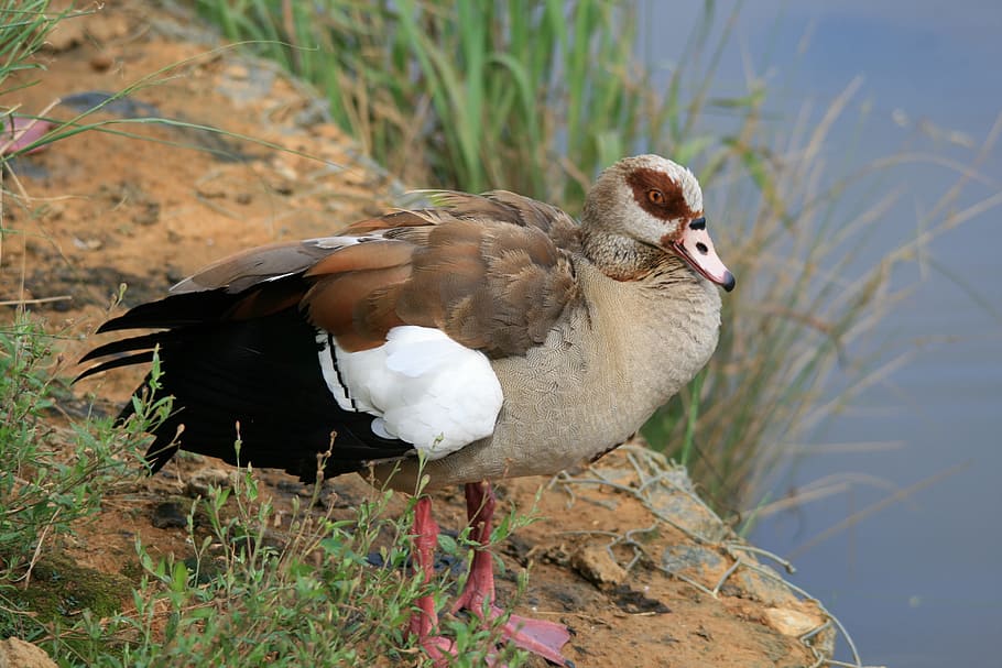 Egyptian Goose, Brown, angsa, tepi kolam, burung, terbang, sayap, bulu, margasatwa, paruh