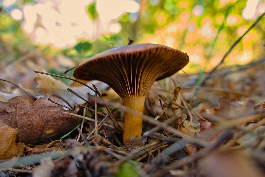fungus, brown, nature, fall, slats, mushroom, vegetable, toadstool, plant, close-up