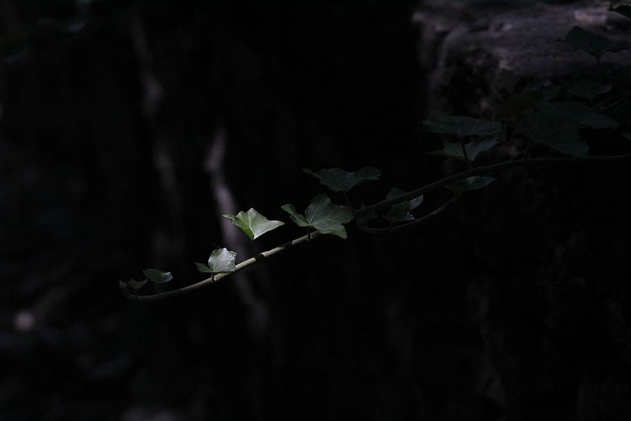 ivy, green, forest, light, plant, creeper, nature, leaves, shade, arrampicante