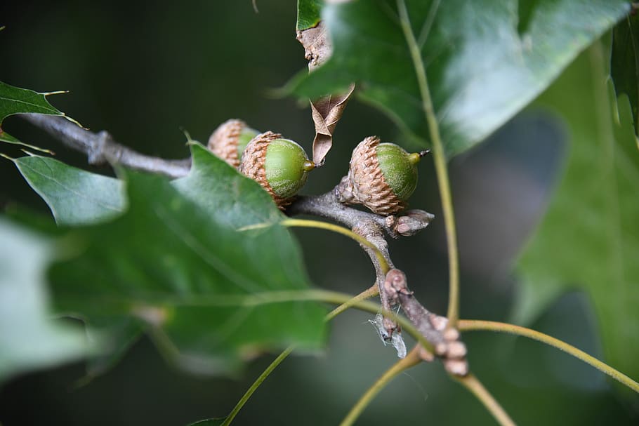 acorn, oak, tree, nut, shell, woods, forest, fall, plant part, leaf