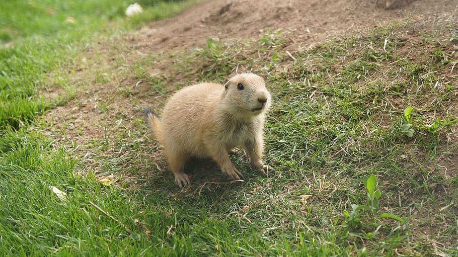 Prairie Dog, Animal, Mammal, prairie, cute, wildlife, fur, ground, small, baby