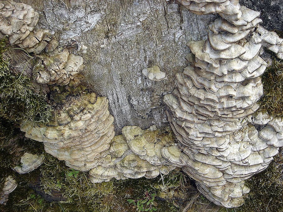 stump, old, defeated, tree, fungus, cluster, polypore, day, growth, plant