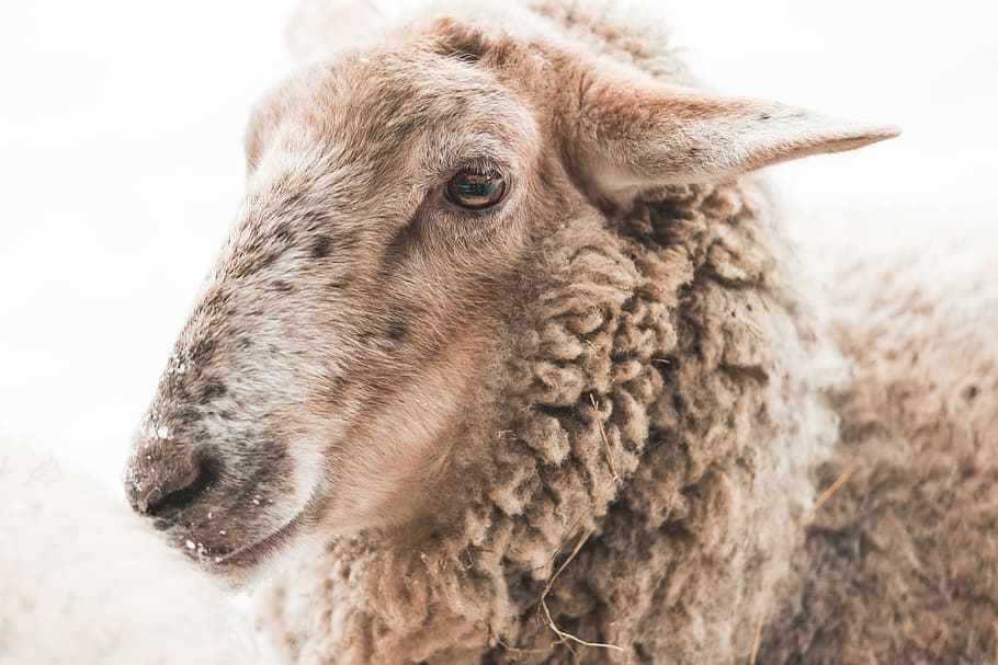 Retrato, oveja, invierno, animales, granja, granjeros, naturaleza, lana, animal, ganado