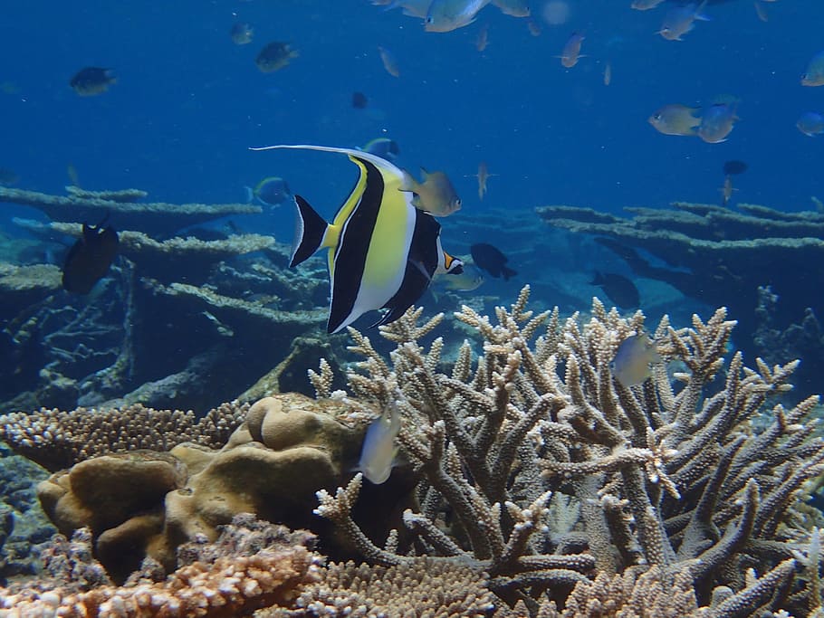 Maldivas, Oceano Índico, Peixe, subaquático, mar, recife, natureza, animal, azul, coral
