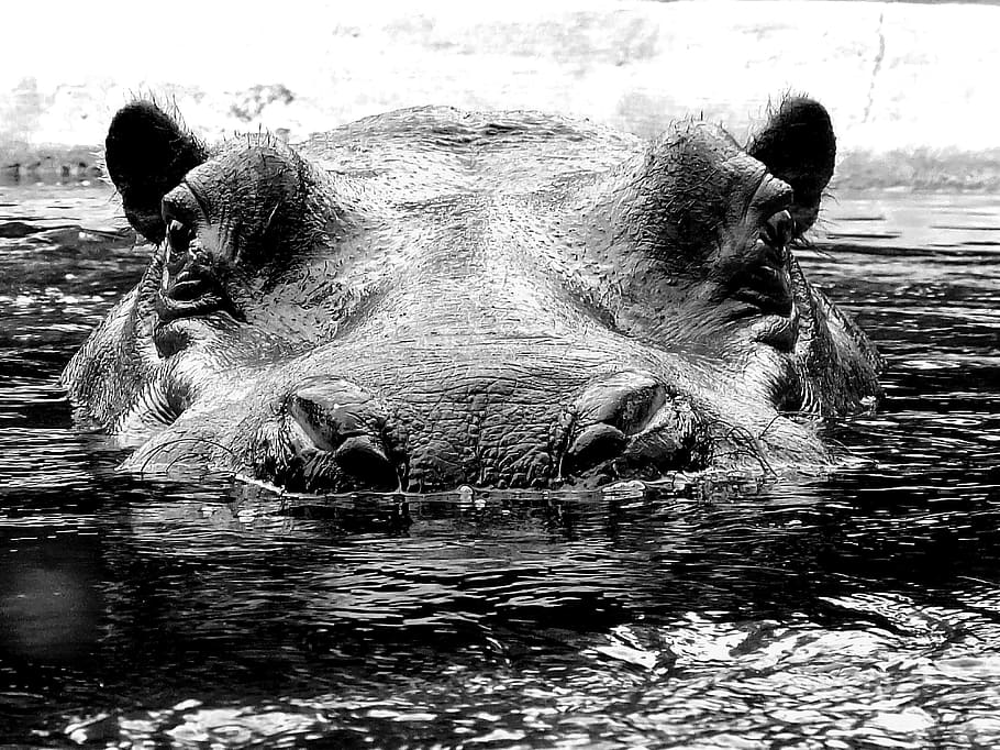 grayscale photo, hippopotamus, grayscale, hippo, hard, mammal, large, massive, zoo, water
