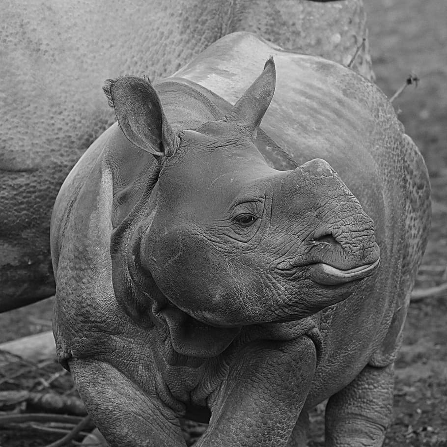 rhino, animal, baby rhinoceros, calf, mammal, one animal, animal wildlife, animal themes, animals in the wild, outdoors