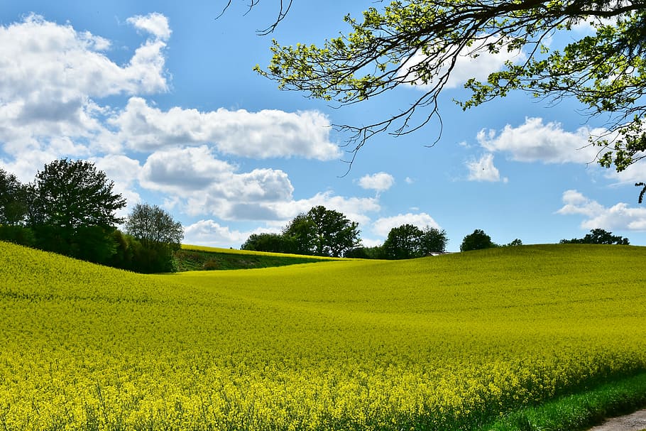 grassfield, oilseed rape, landscape, field, panorama, agriculture, nature, spring, cereals, clouds