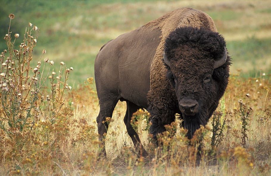 tilt shift lens photography, yak, bison, usa, buffalo, beef, wild, wilderness, bovini, cattle