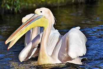Pelicans - 9GAG