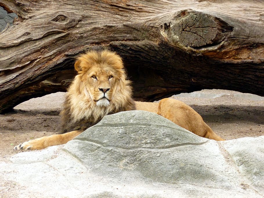Lions, Male, Lion'S Mane, lion, lions male, king of the beasts, mammal, big cat, predator, wildcat