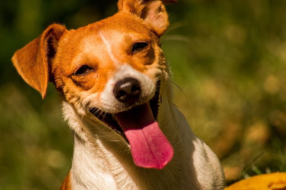 dog, jack, russell, terrier, pet, cute, animals, look, sitting, canine