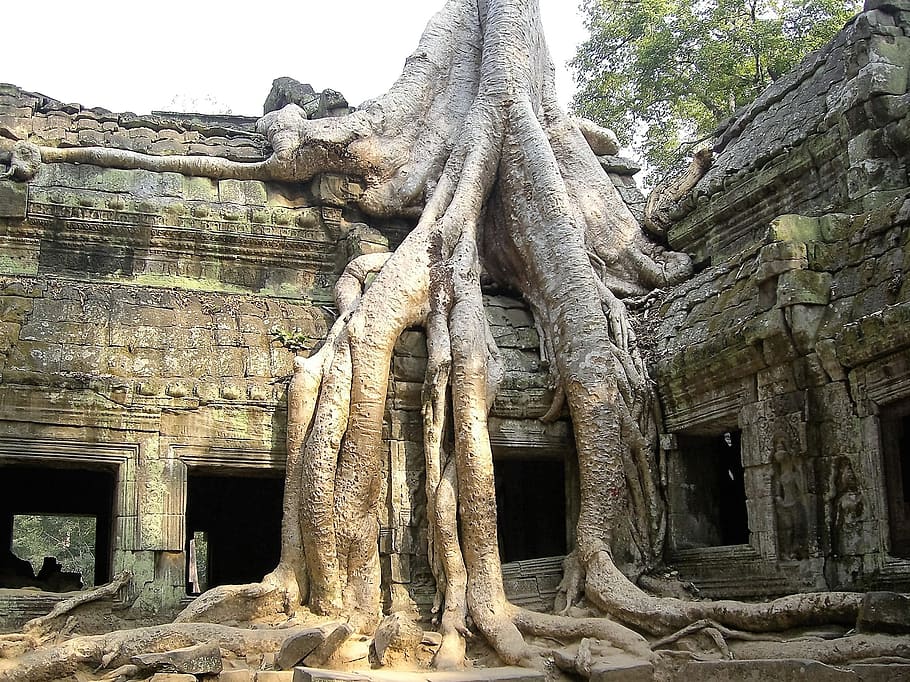 廃墟, 古い, 木, アンコールワット, カンボジア, 衰退, 歴史, 古い廃墟, 古代, 古代文明