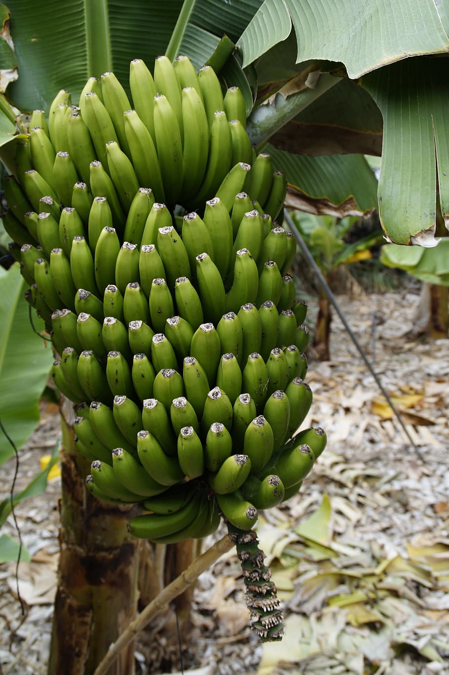 cultivo de plátano, plantación de plátano, cultivo, plátano, planta de plátano, frutas, flor, floración, inmadura, fruta