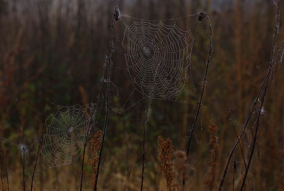 spider web, wet, hooked, place, dew, drops, nature, fragility, focus on foreground, vulnerability