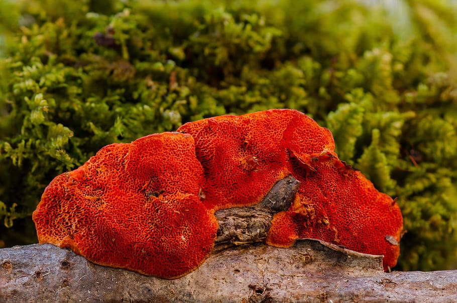 close-up photo, red, mushrooms, wood fungus, mushroom, sponge, reishi, focus on foreground, animal themes, animal