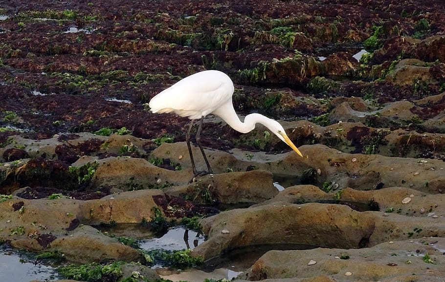great egret, ardea alba, large egret, great white heron, great white egret, bird, stalking, shorebird, wader, porbandar