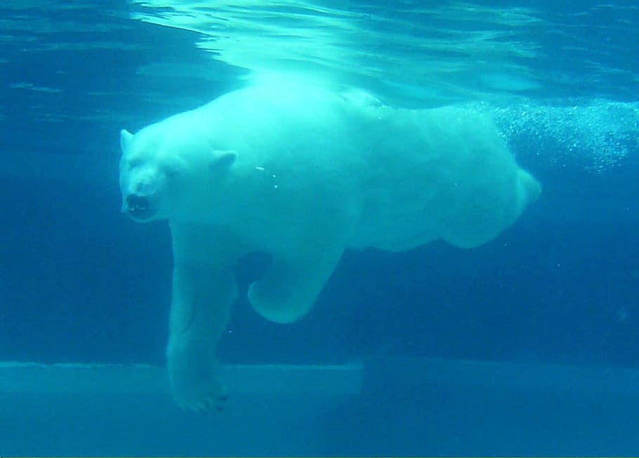 polar, bear, Polar, Bear, Swimming, Water, Diver, white, blue, clear, underwater