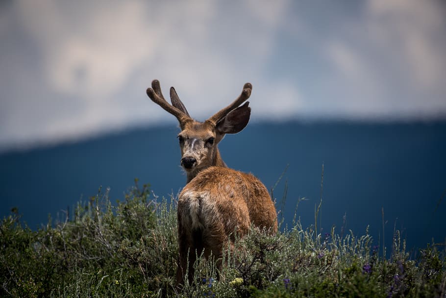 deer, animal, horn, wildlife, forest, mountain, grass, sky, clouds, animals in the wild